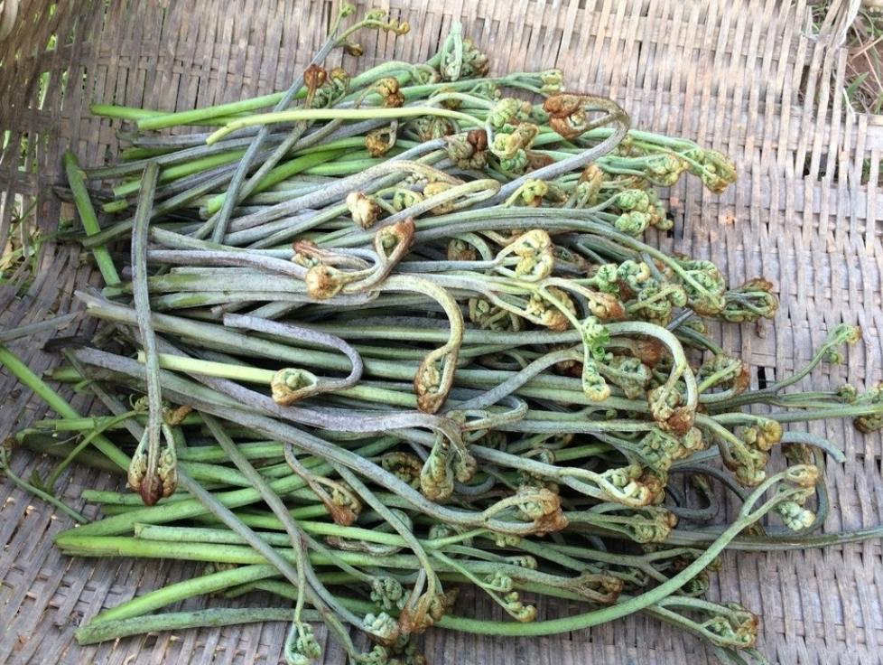 农村这种像猫爪子的野菜,如果你家有请珍惜,它是珍稀山野菜!