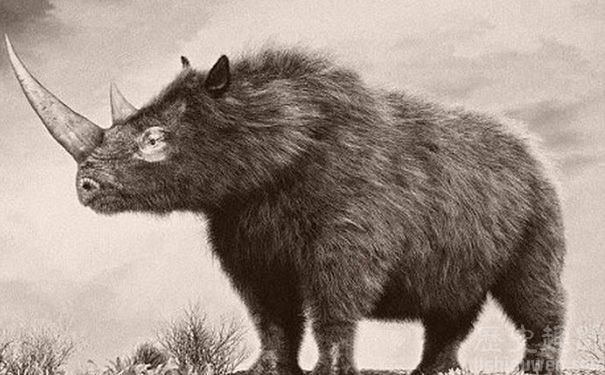 《山海经》中的"兕",这种上古瑞兽,至今还没灭绝!