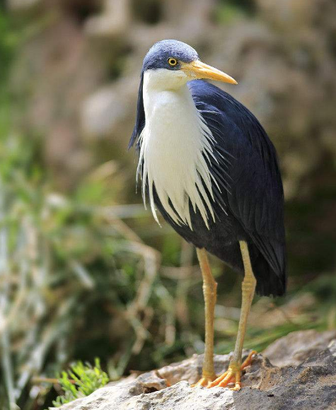 斑鹭,背,肩,腰至尾蓝黑色;下体蓝黑色或石板黑色;繁殖期头顶羽冠较长