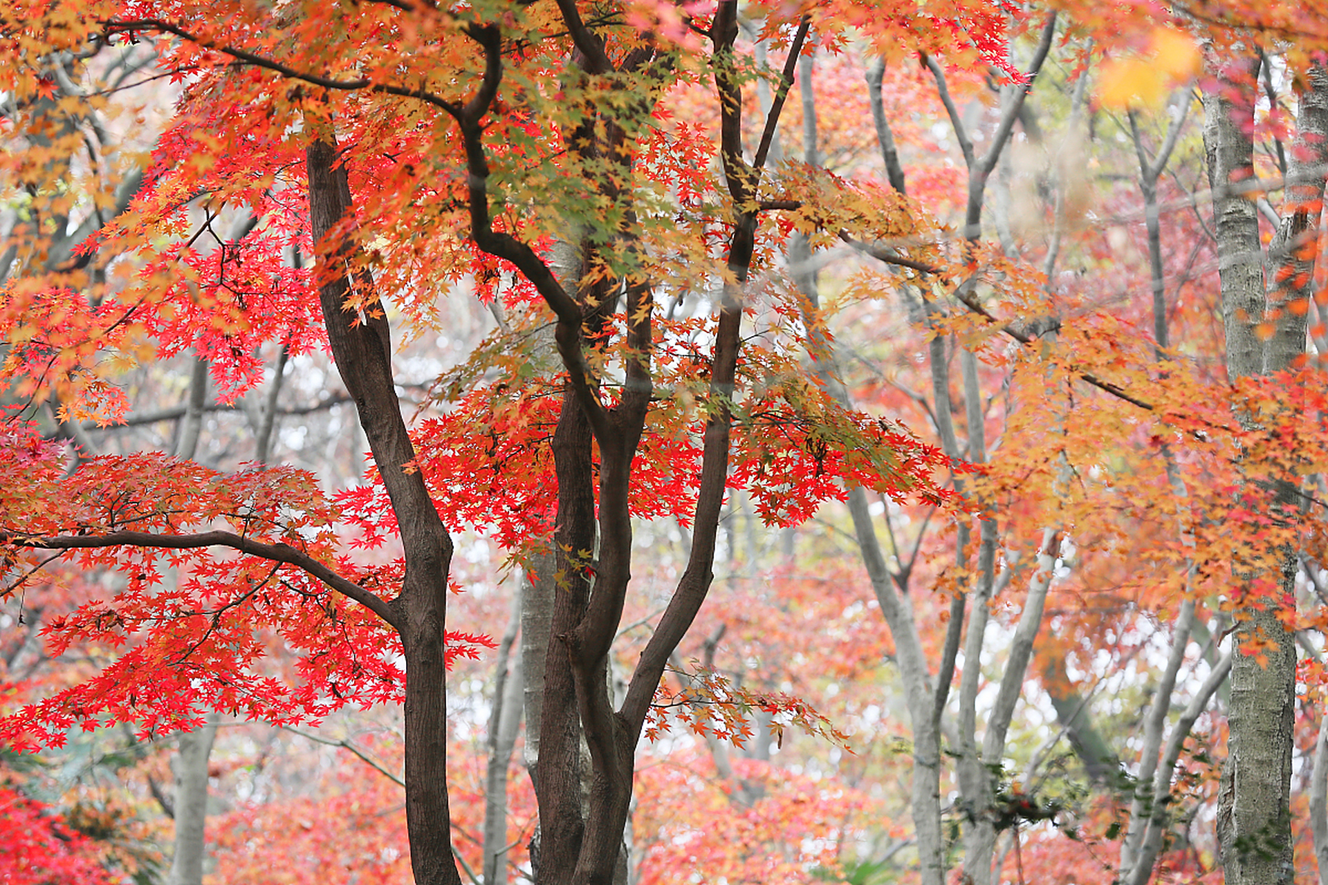 镜头里的春天#  春天的红叶谷,虽无秋天那般的五彩斑斓,却也别有一番