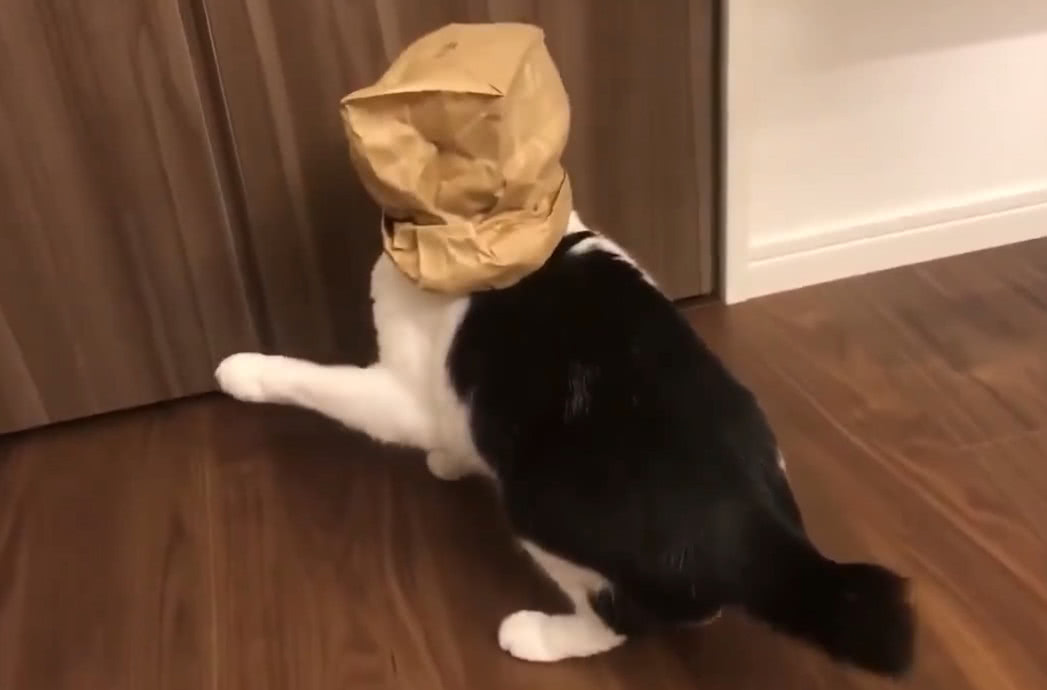一只猫猫用纸袋套住自己头,独自玩起了探险模式,网友:太会玩了