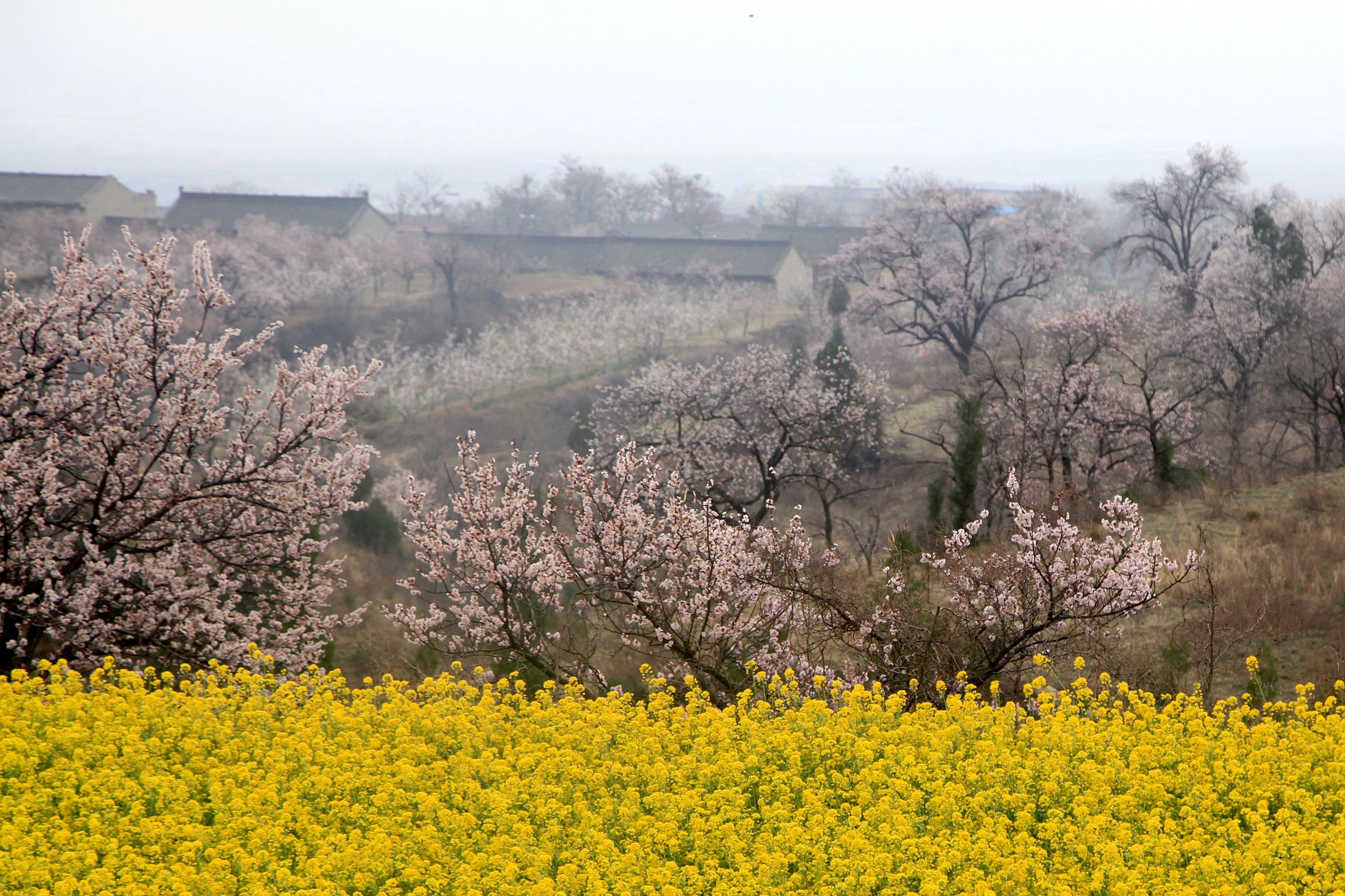 人说山西好风光,看看传说中的杏花村美景有多美
