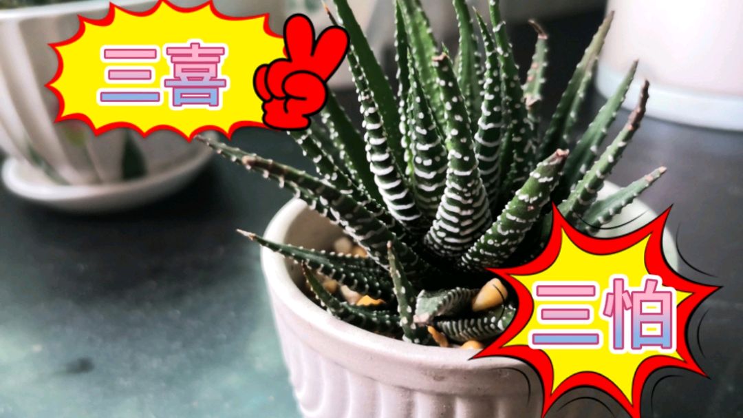 养护多肉植物条纹十二卷,劳记两个三轻松养殖 网友说知道的太迟