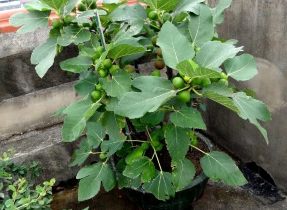 盆栽无花果,做好几个小细节,照样能大量结果