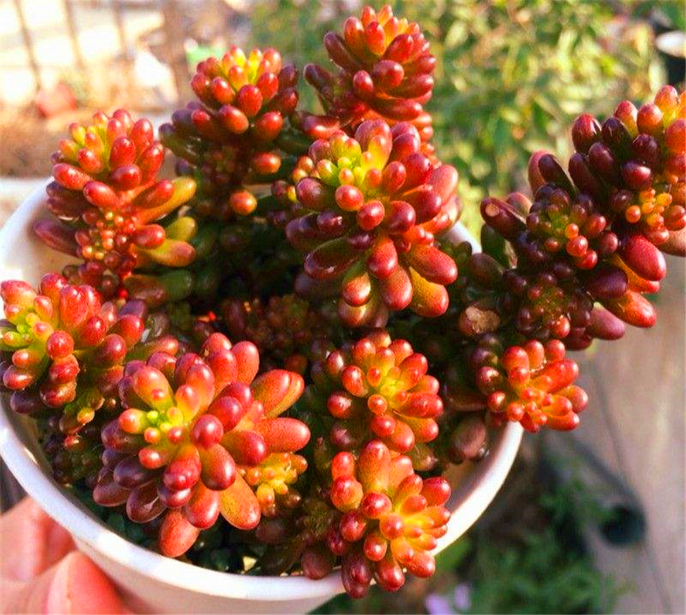 八千代,乙女心,虹之玉形似"3胞胎",现教你从叶片来分辨不同