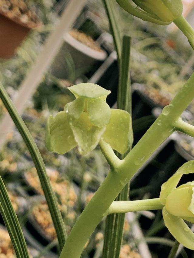 蕙兰素荷(镇园宝荷),即将带动一次兰市热潮