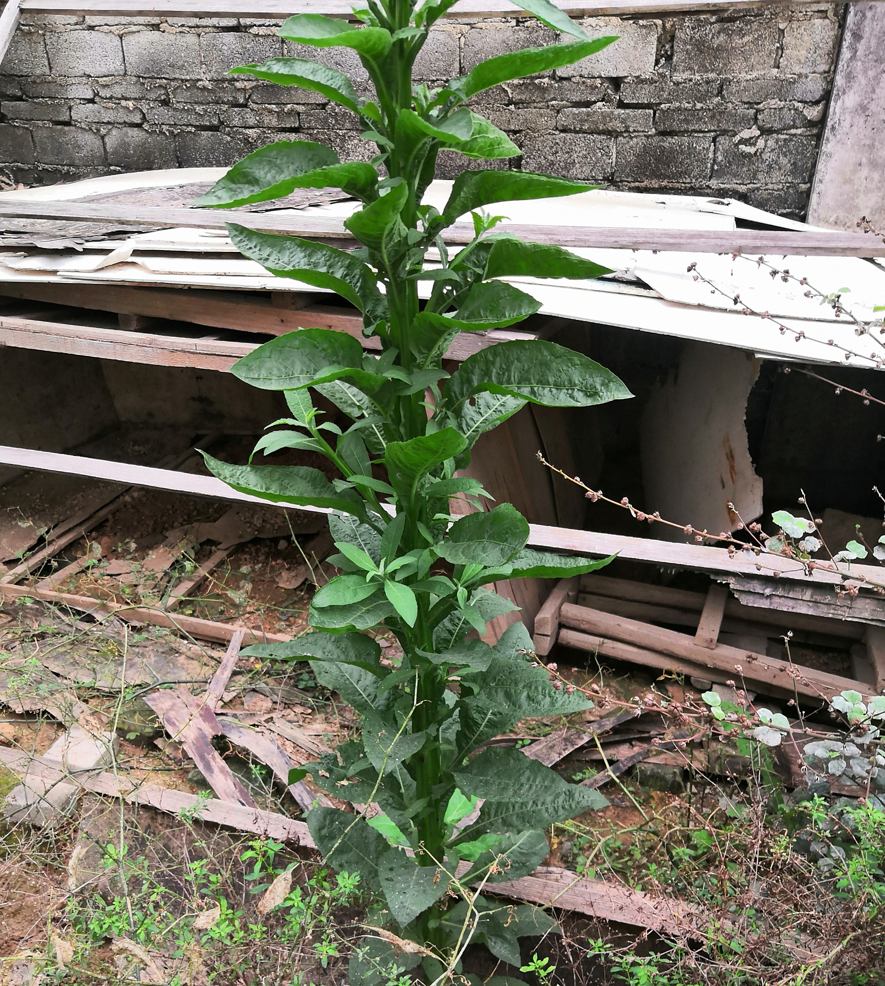 据说这种植物是罕见的外来物种,却是一种奇花异卉,你们见过吗?