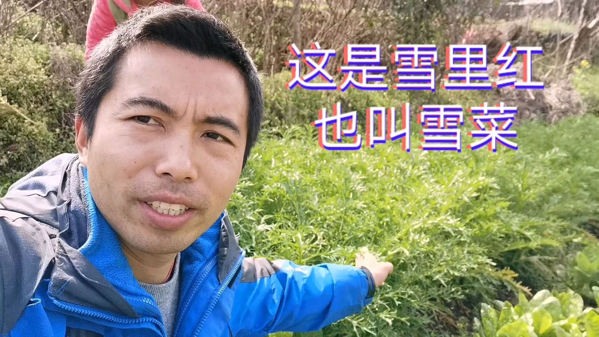天气好把菜园里的雪里红摘回来,准备做腌菜,腌好炒肉丝很好吃