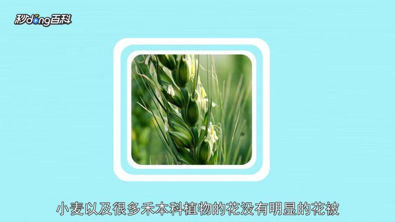 原来颖果长这样,科技,科普,好看视频