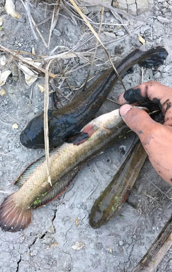 在淤泥中挖出了一窝"寸星鱼",这鱼能卖个好价钱!