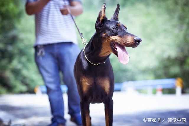 杜賓犬訓練的時候需要注意哪些 以及對杜賓犬的瞭解