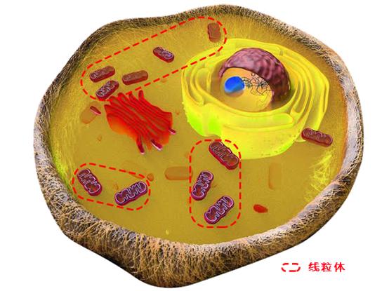 首次证明线粒体是细胞衰老的关键!