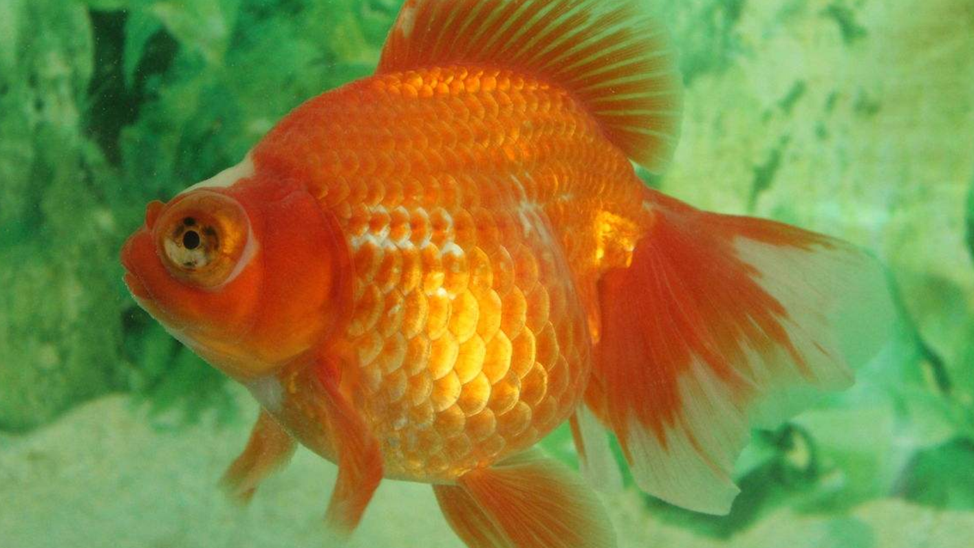 金鱼品种知多少,几种常见金鱼种类介绍