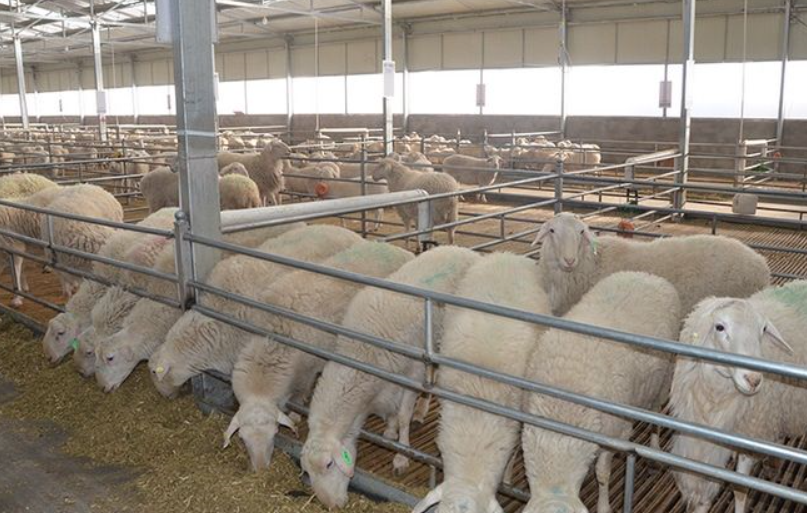 养羊床 - 热门商品专区