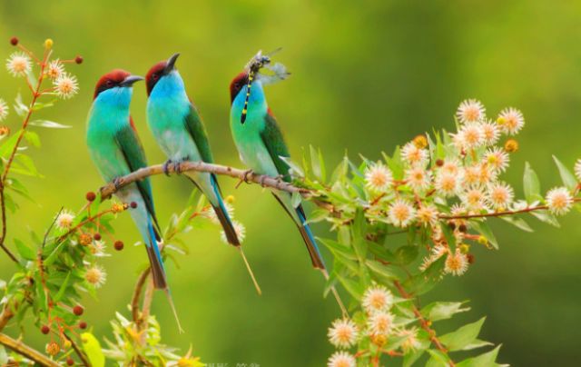 马野:鸟叫得很繁,自由自在,它们为自己而歌唱