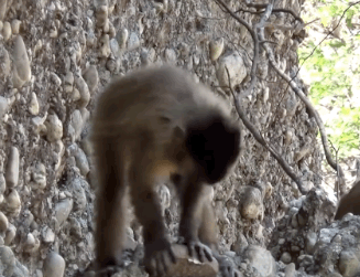 南美洲卷尾猴真的进入石器时代了吗?专家的一席话值得深思