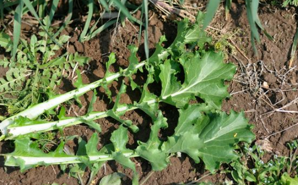 农村里比辣椒更辣的野菜,腌制后很受欢迎,才知其实还能治便秘