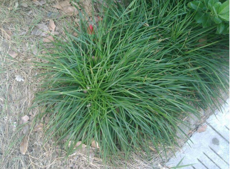 农村这种野草,长得很像韭菜,其实它清热降火价值高