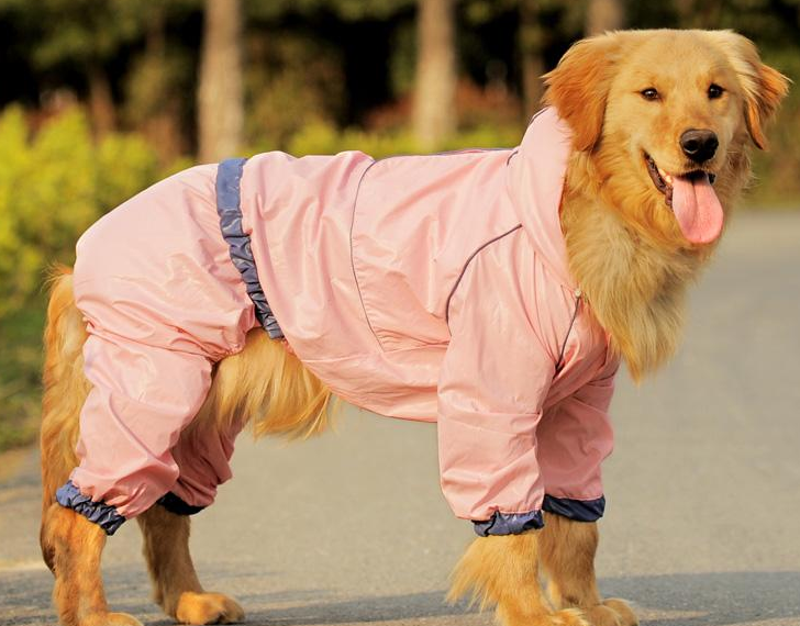 天气变冷,请爱护好你的爱犬,冬季给金毛犬穿衣要注意的细节