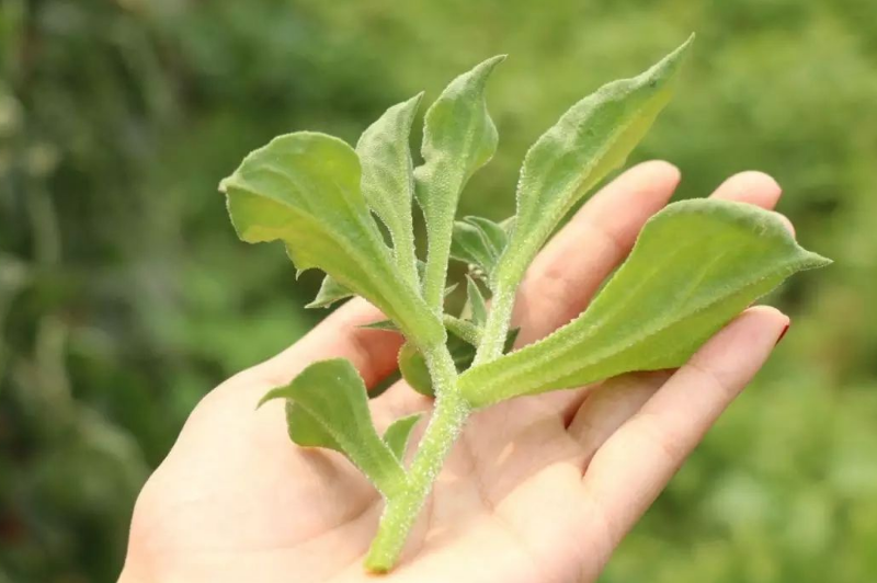 餐桌新宠种植简单,晶莹剔透惹人爱,一个技巧让冰菜收