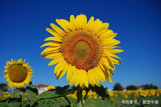 向日葵象征意着"太阳",它的含义是"沉默的爱"!