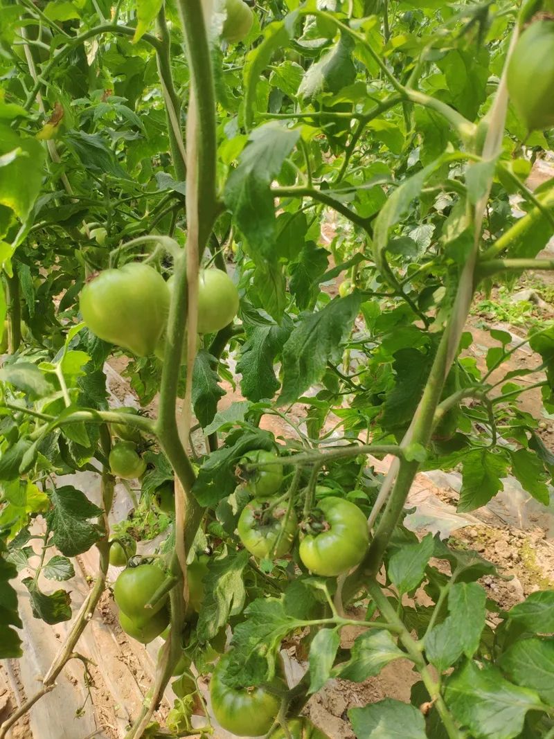 娄敬庵特色西红柿来了!(多图 视频)