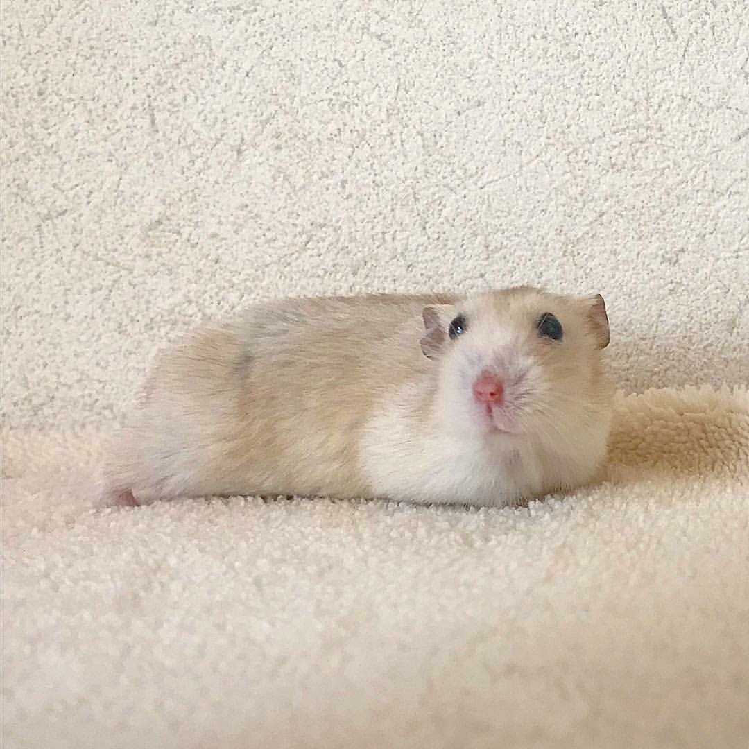 四脚朝天的仓鼠也太可爱了吧!
