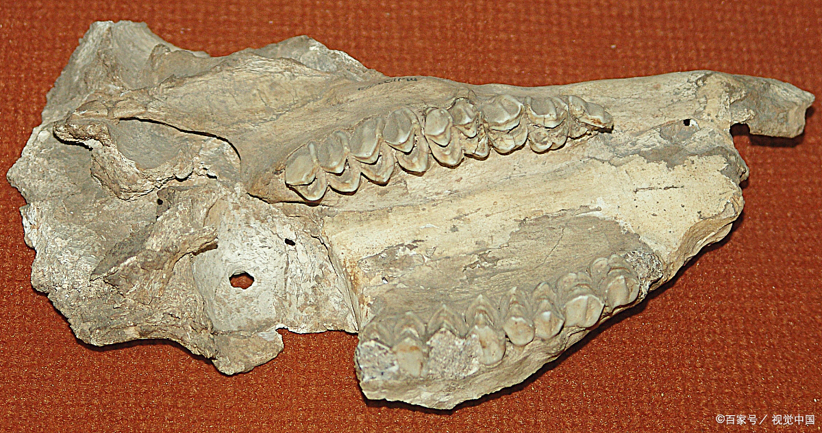 一种灭绝的动物:恐犬