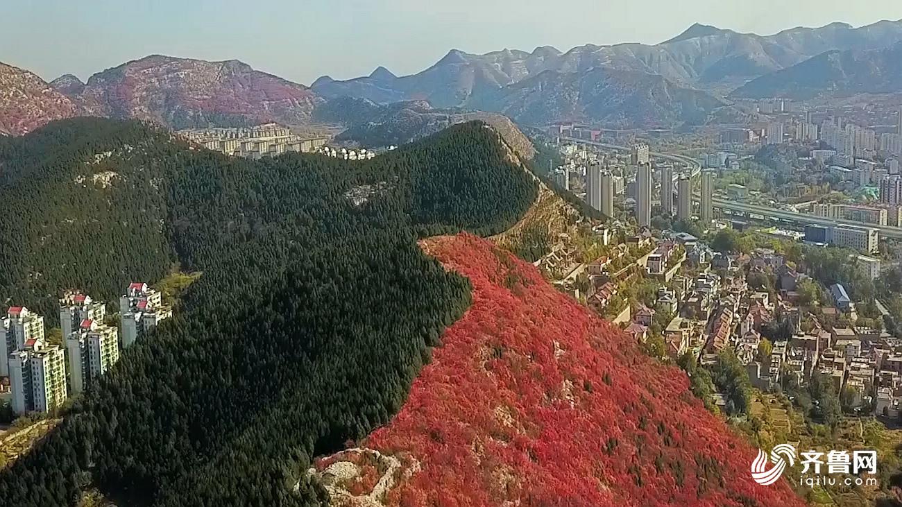 65秒丨半坡绿半坡红!泾渭分明的济南蝎子山成"个性网红"