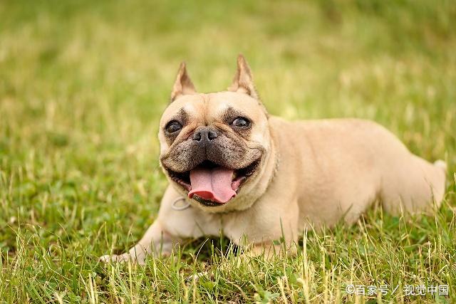 法国斗牛犬的性格,你都了解吗?