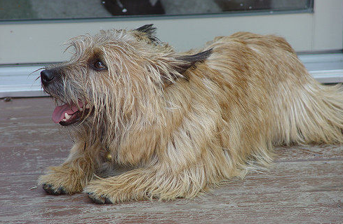 罗威士梗,勇敢而矮小壮实,是最小的工作梗之一