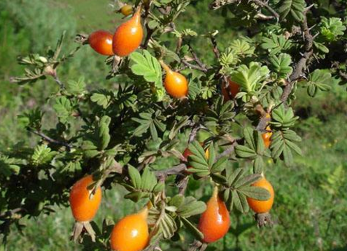茶桃是生长在茶树上每年花期过后产果过程中,变异而成的一种桃型果实