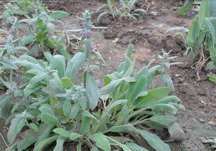 毛水苏知识科普,这些你可能不知道!