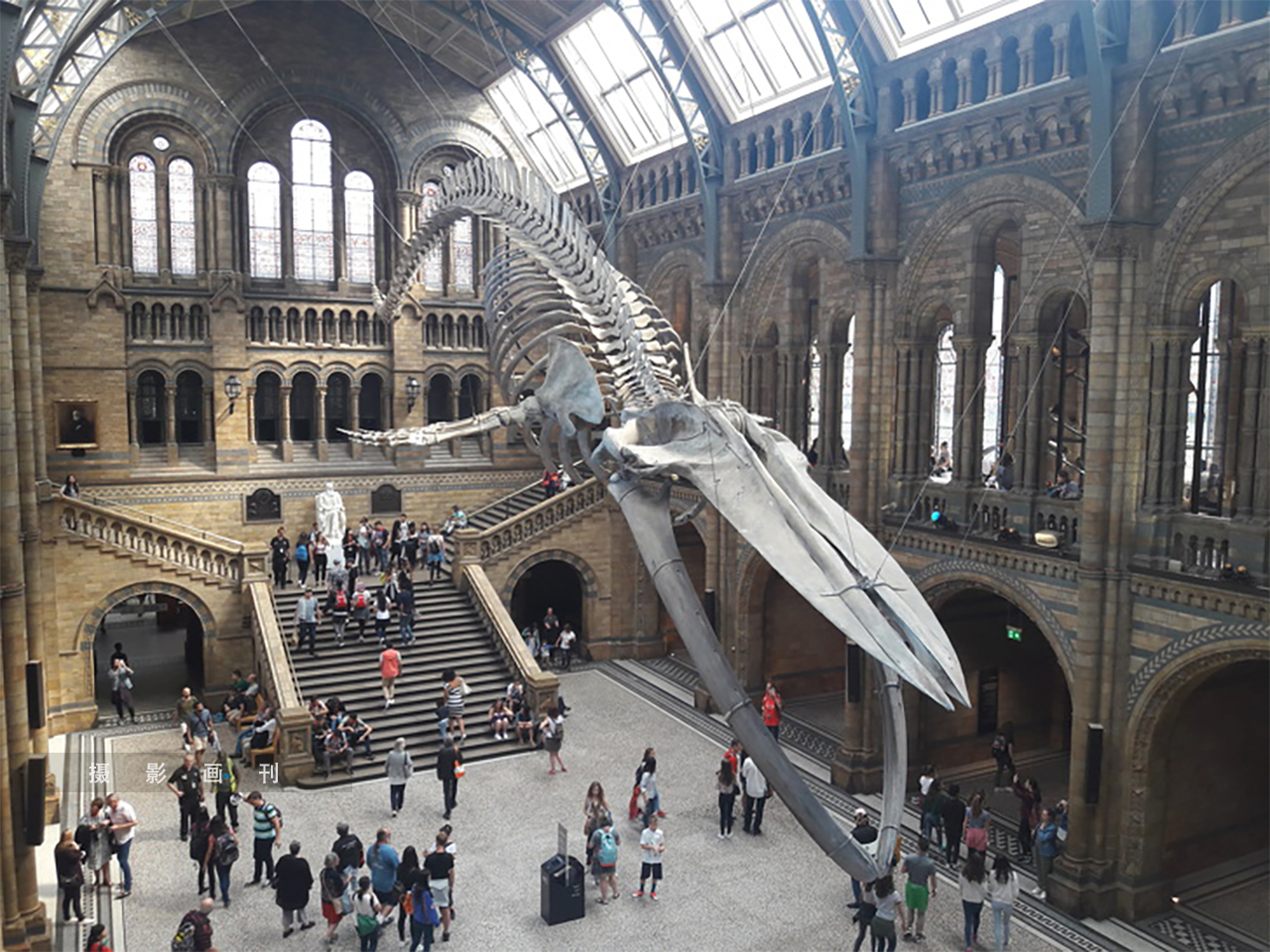 博物馆藏品:伦敦自然历史博物馆的蓝鲸骨架