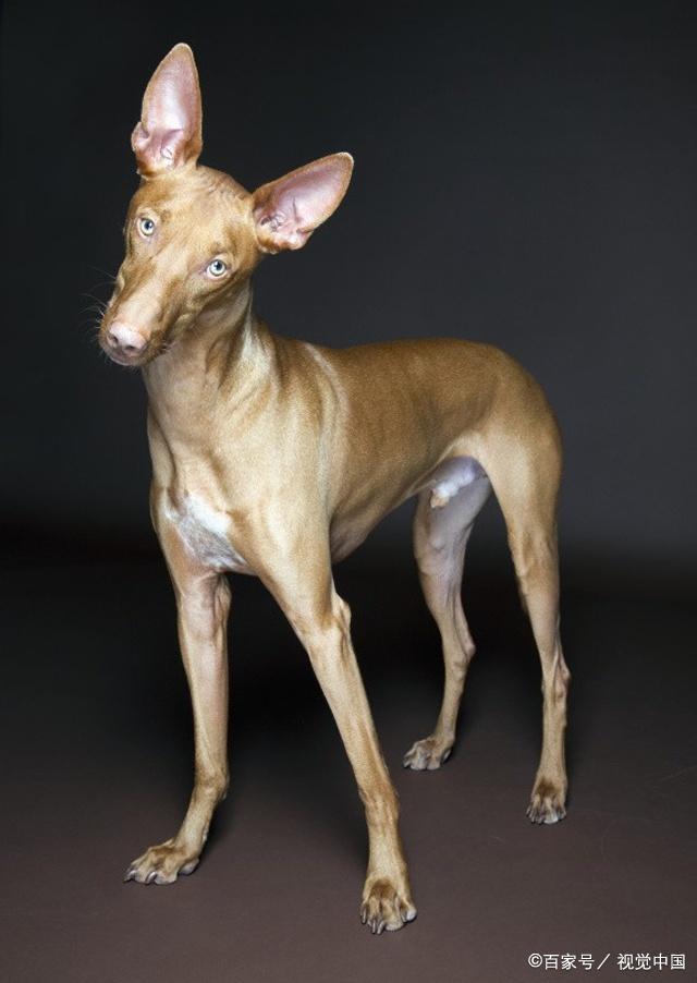法老王猎犬体型图片