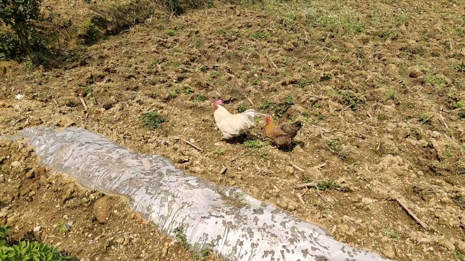 妈妈买了一只白色公鸡,走到哪里都把另一只母鸡带上,它们好恩爱