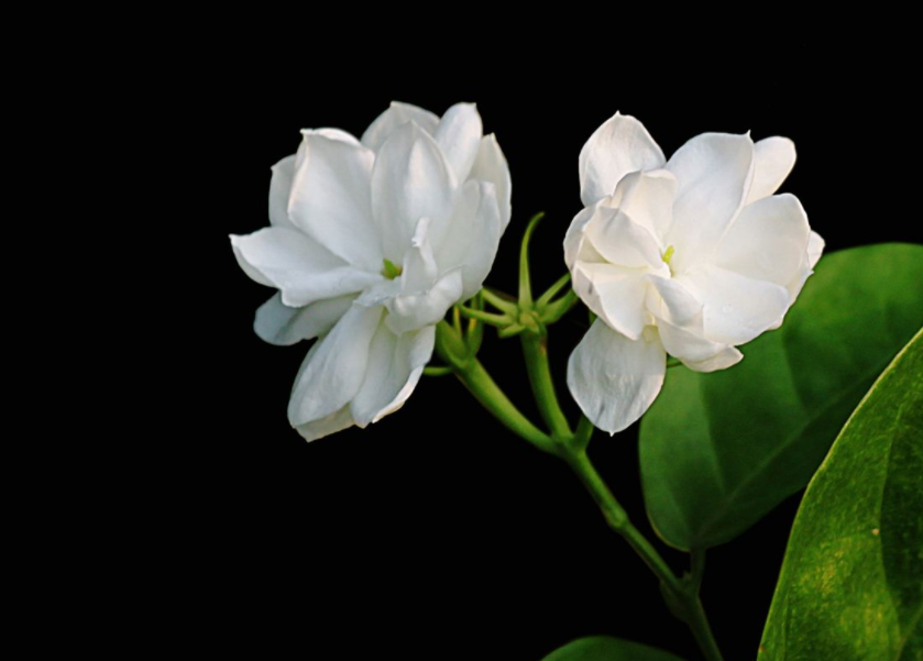 茉莉花被菲律宾奉为国花,还流传着美丽动人的故事