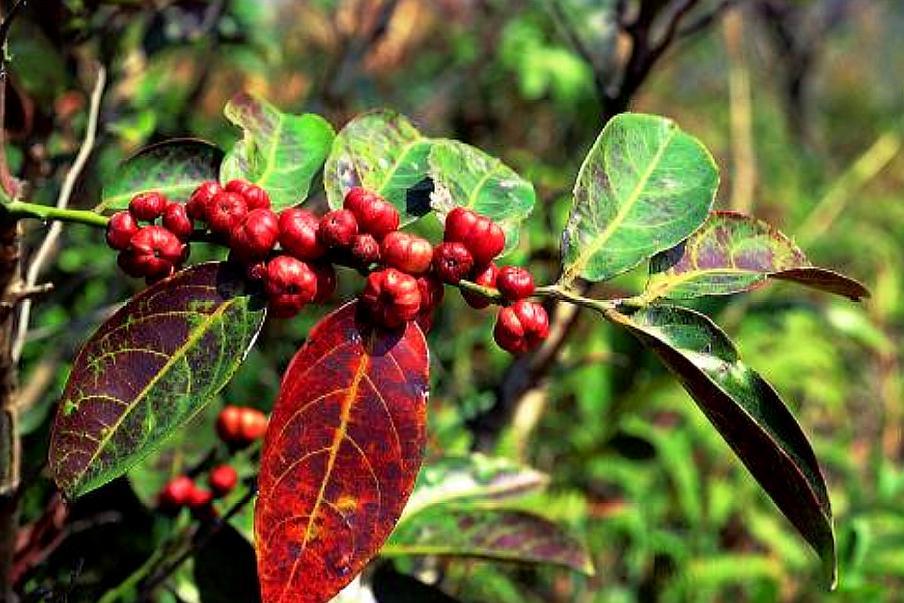 所以对于经常牙痛的朋友们来说