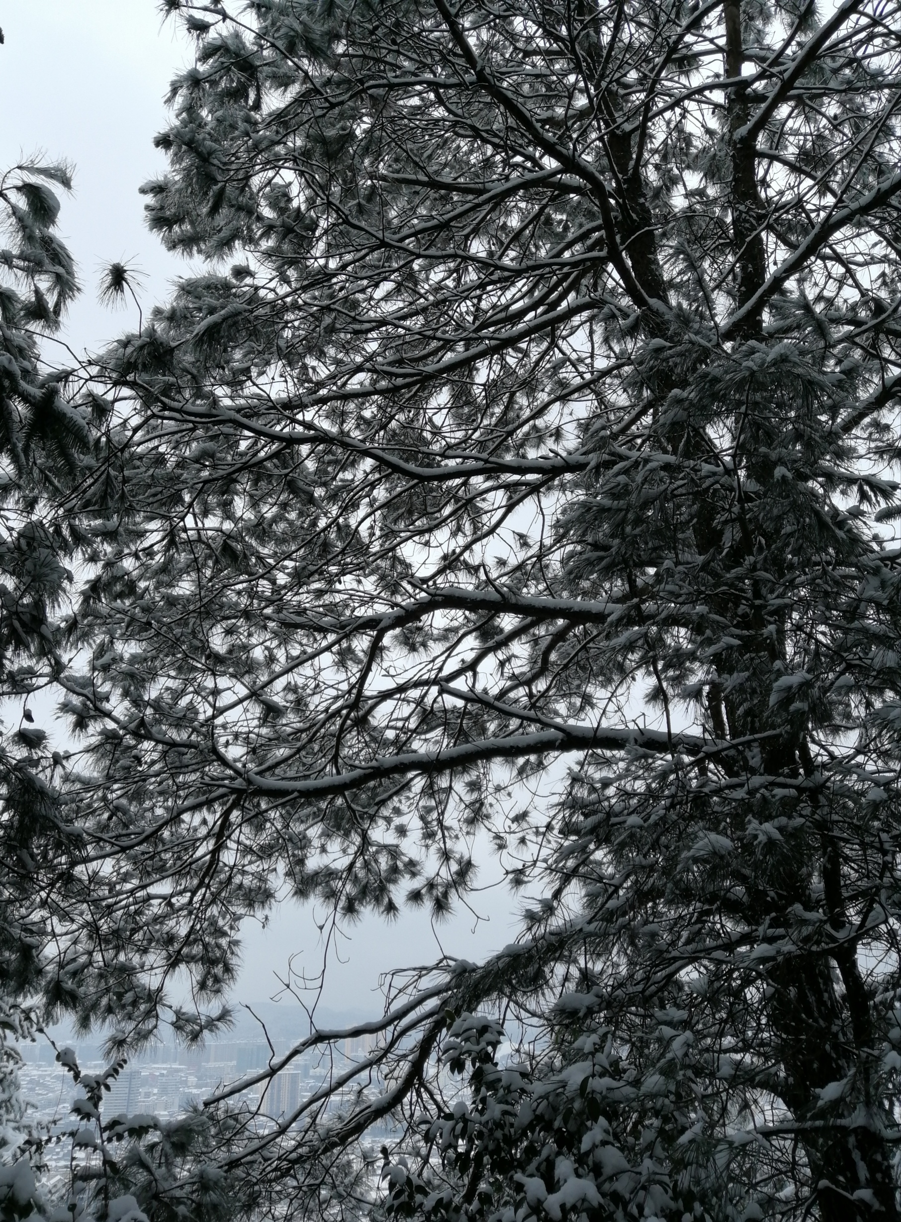 大雪压青松树图片图片