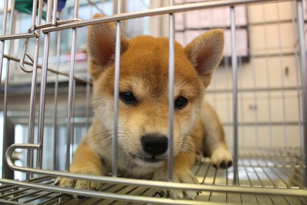 寄养狗狗之前,主人最好注意这4点!有特殊需求要先跟店员说