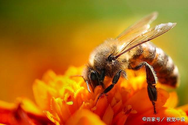 蜜蜂怎么安全越冬？