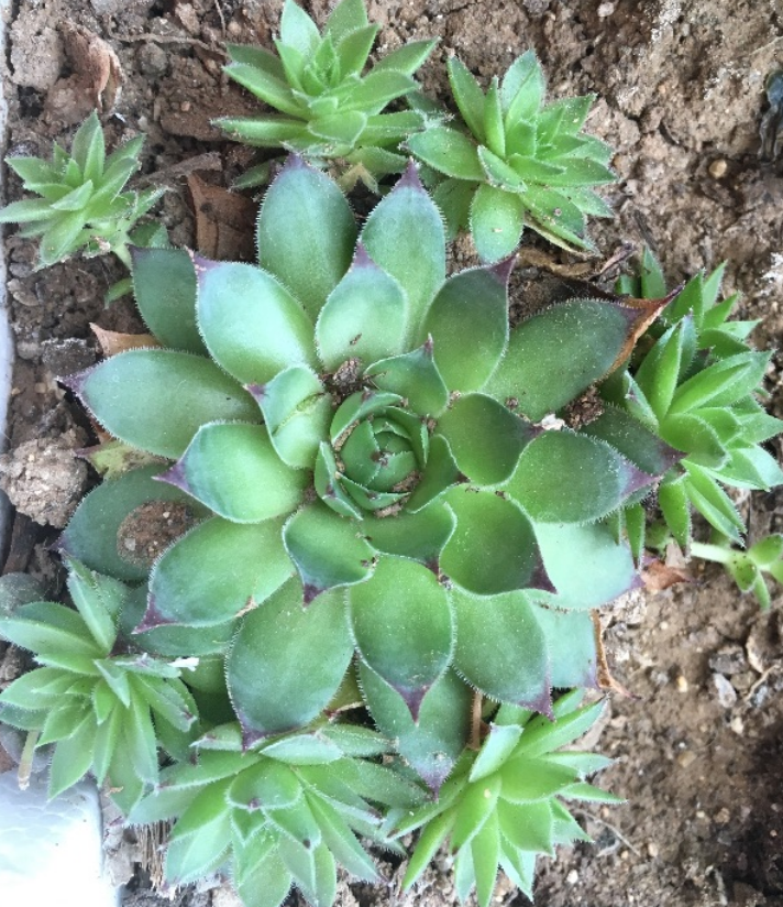 她家观音莲长成大转盘,一棵爆出20个小崽排排坐,花盆都要挤爆了