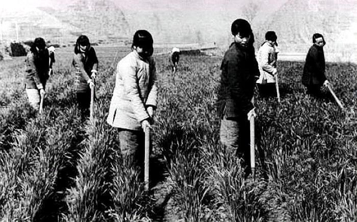 图:照片中是50年代集体劳动的场景,大姐们凑在一起在打卖机上打小麦