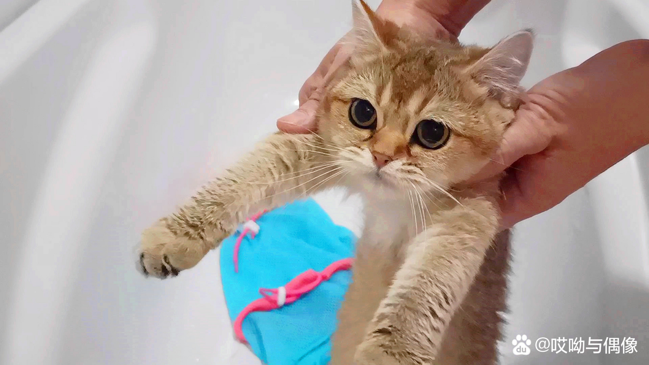 大家好,今天的《哎呦与偶像》已经发出来了,标题《独苗小猫第一次洗澡