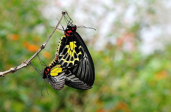 動物知識普及——金裳鳳蝶