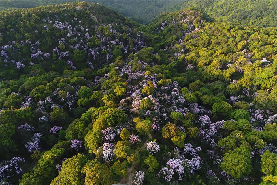 深圳市梧桐山第四届毛棉杜鹃花会举办
