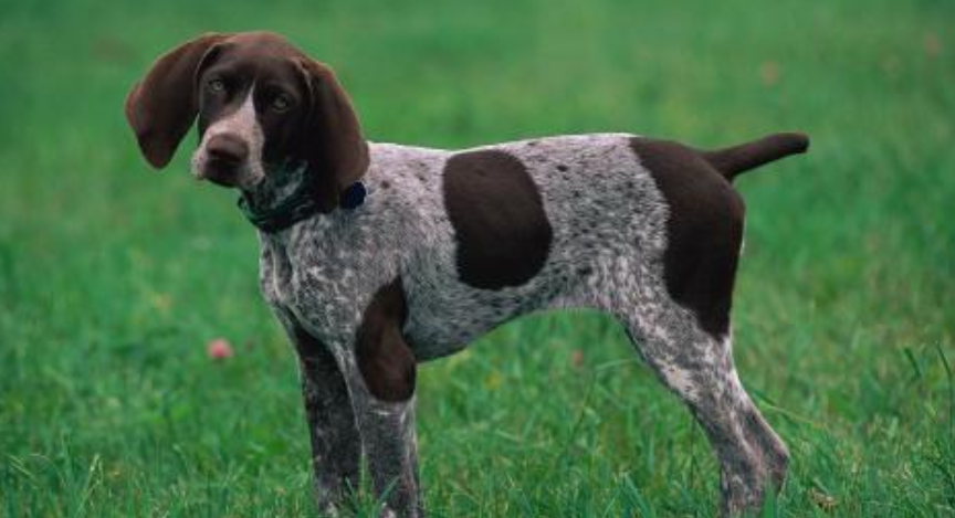 波音达犬有着怎样的历史和特征,它该如何饲养呢