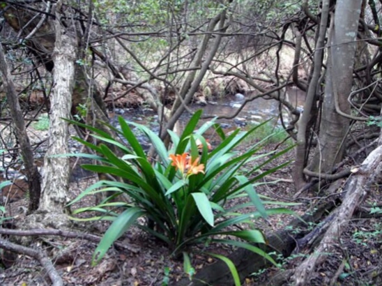 君子兰在野生状态下欣赏