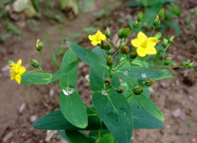 农村常见的"穿心箭",现价值珍贵成"稀罕货",单价高达25元