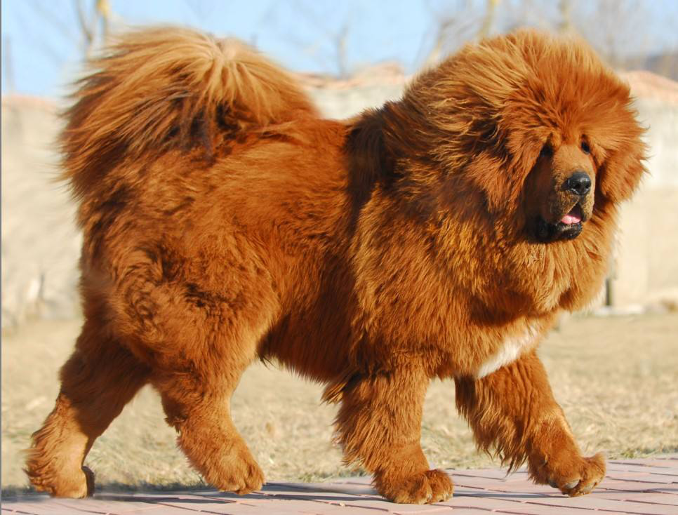 西藏养鱼招募网站_去西藏搞养殖可行性